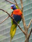 Rainbow Lorikeet.JPG (91 KB)